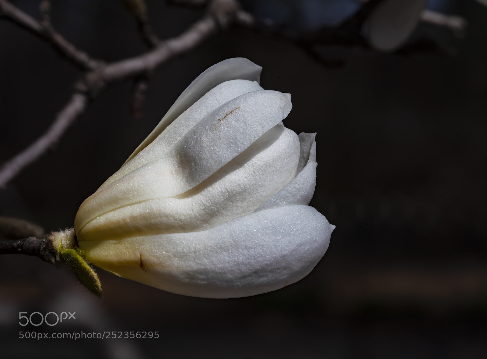 Canon EOS 5D Mark II sample photo. White magnolia blossom photography