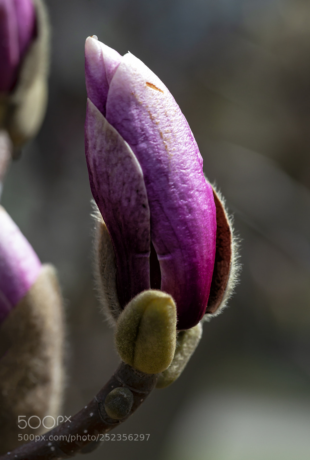 Canon EOS 5D Mark II sample photo. Magnolia bud photography