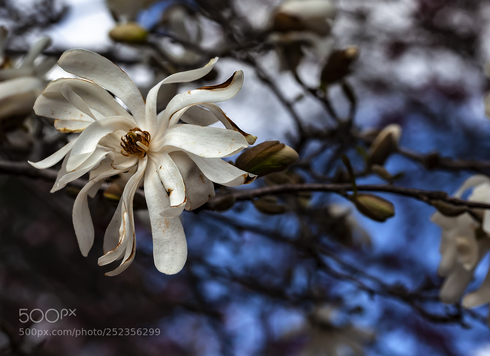 Canon EOS 5D Mark II sample photo. White magnolia blossom photography