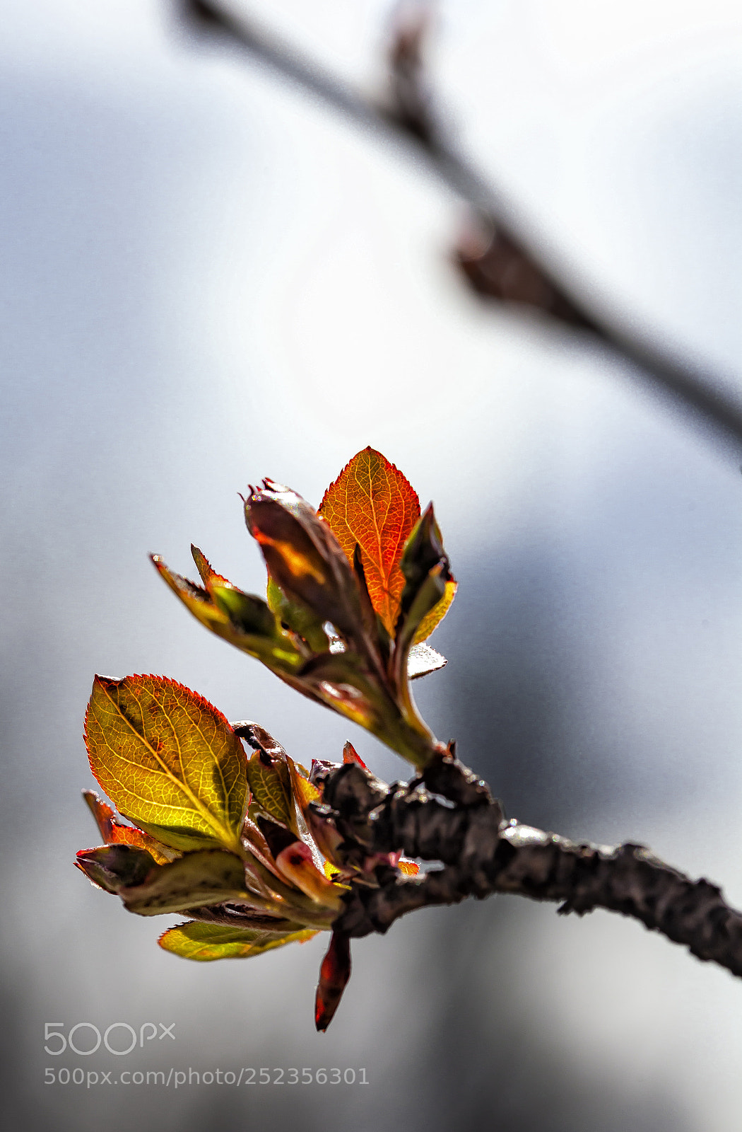 Canon EOS 5D Mark II sample photo. Cherry buds photography