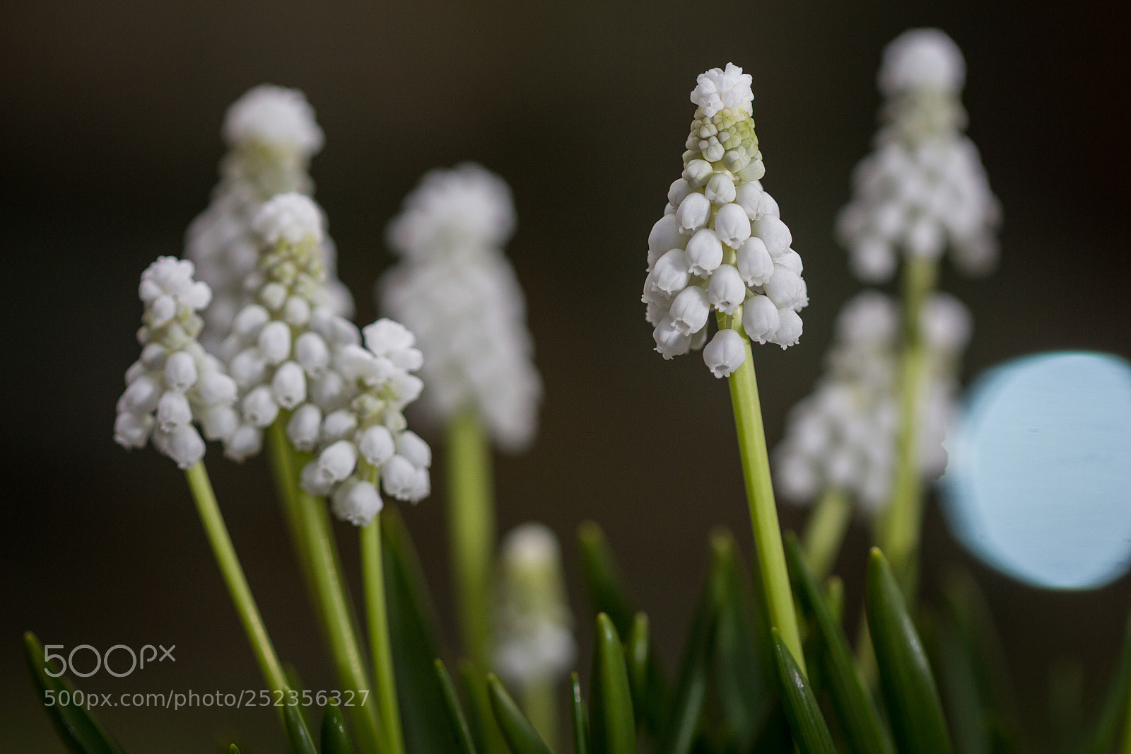 Canon EOS 650D (EOS Rebel T4i / EOS Kiss X6i) sample photo. Muscaris #1 photography