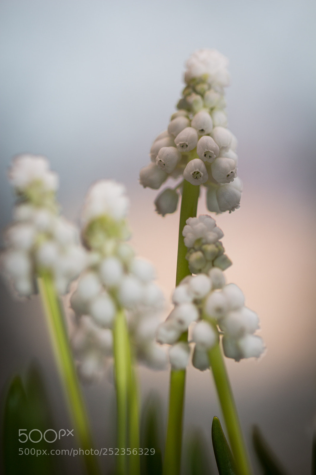 Canon EOS 650D (EOS Rebel T4i / EOS Kiss X6i) sample photo. Muscaris #2 photography