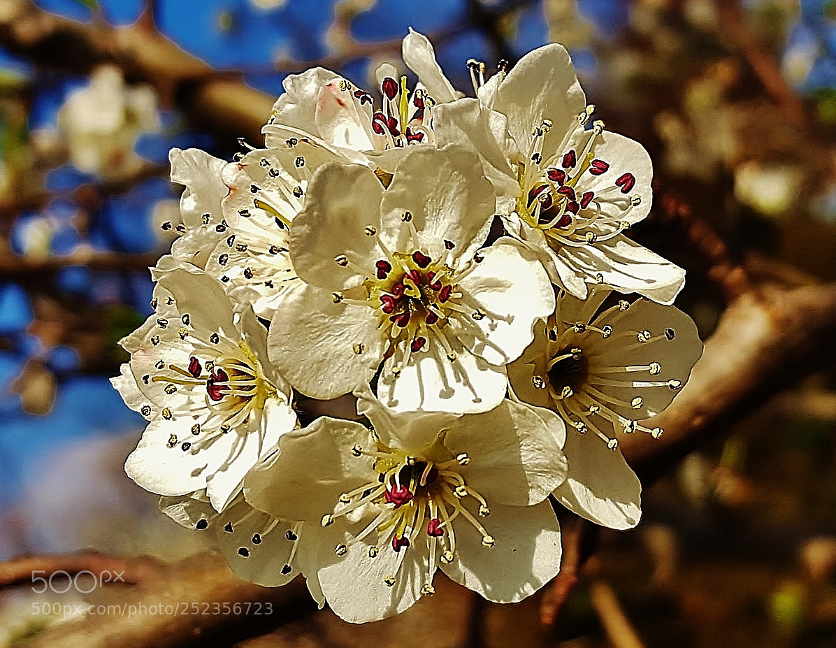 Samsung Galaxy S6 sample photo. Bradford pear blossoms 2018 photography