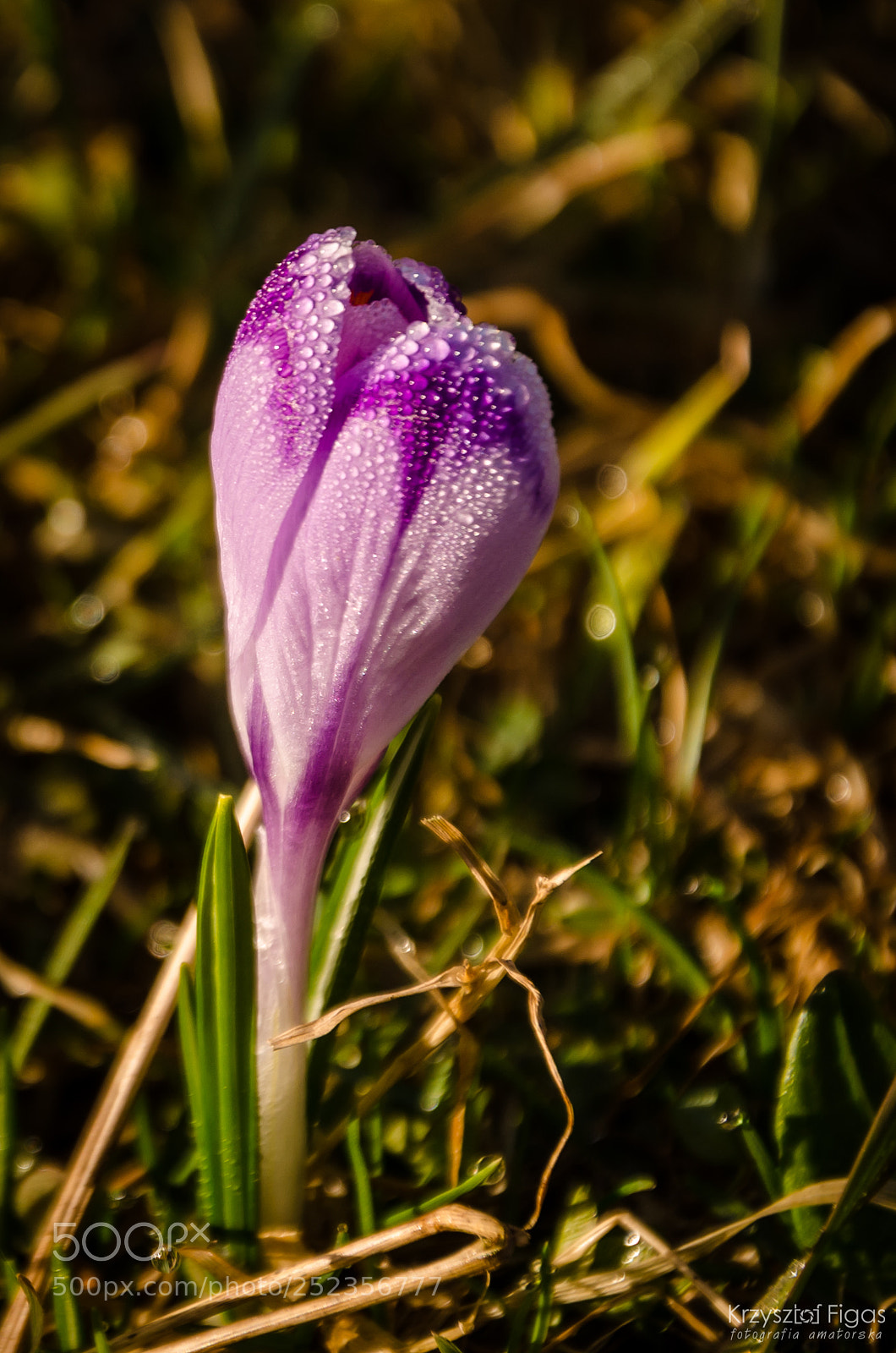Nikon D5100 sample photo. Morning dew. photography