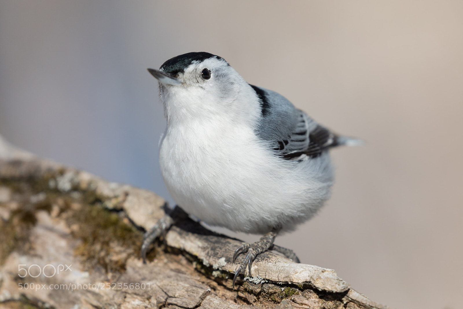 Canon EOS 5D Mark IV sample photo. White fluff photography