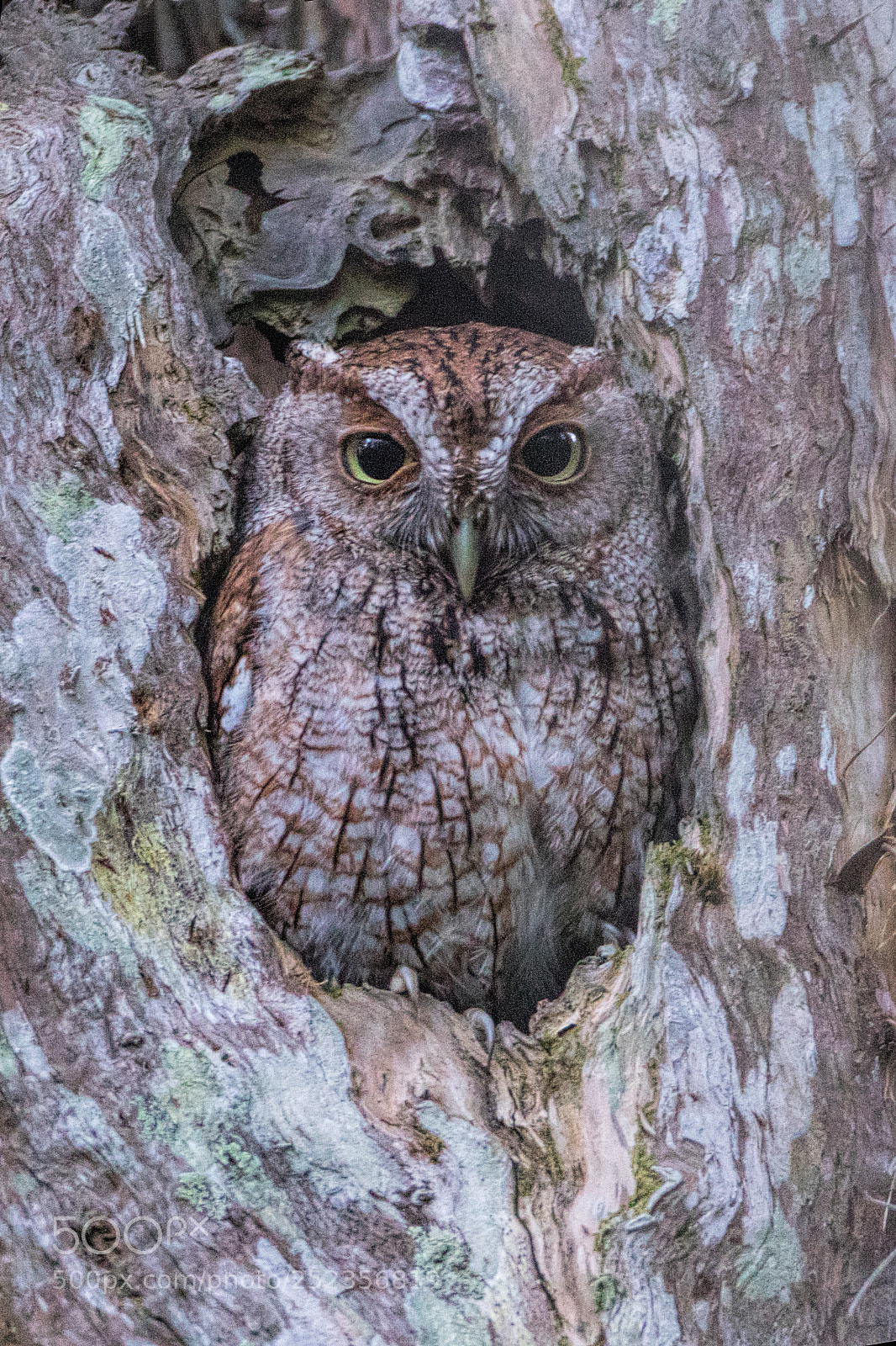Canon EOS 7D Mark II sample photo. Eastern screech owl photography