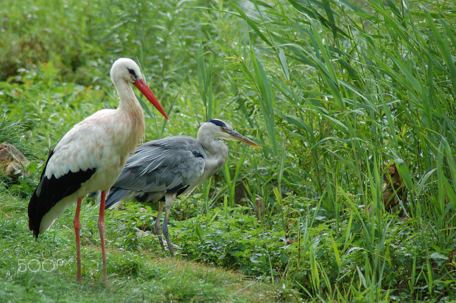 Nikon D50 + Nikon AF Nikkor 70-300mm F4-5.6G sample photo. Friends? photography