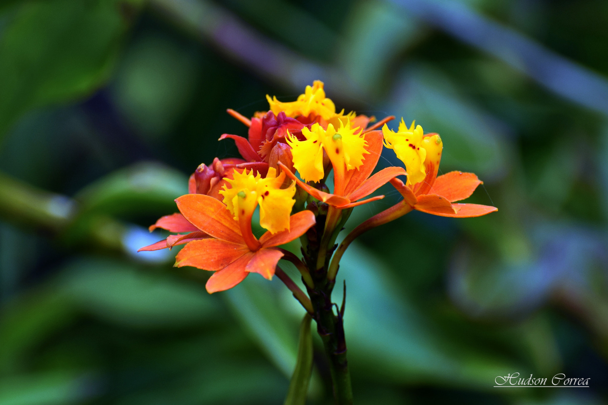 Nikon D5300 sample photo. Small flowers photography