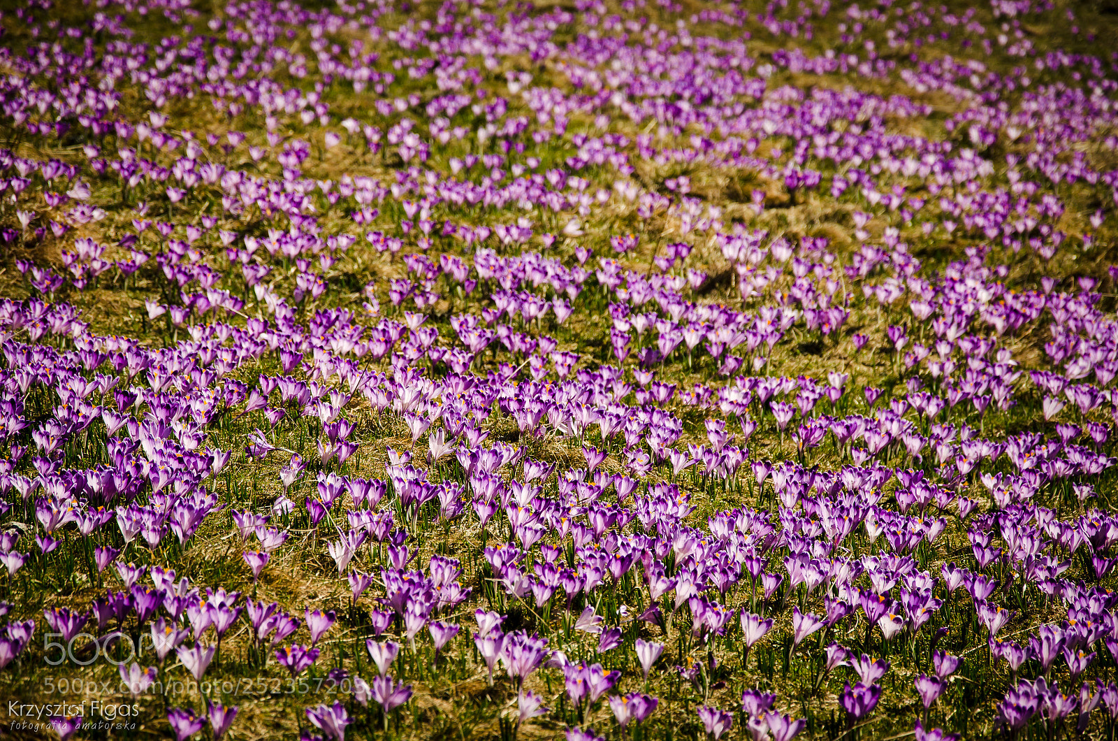 Nikon D5100 sample photo. Spring crocuses photography