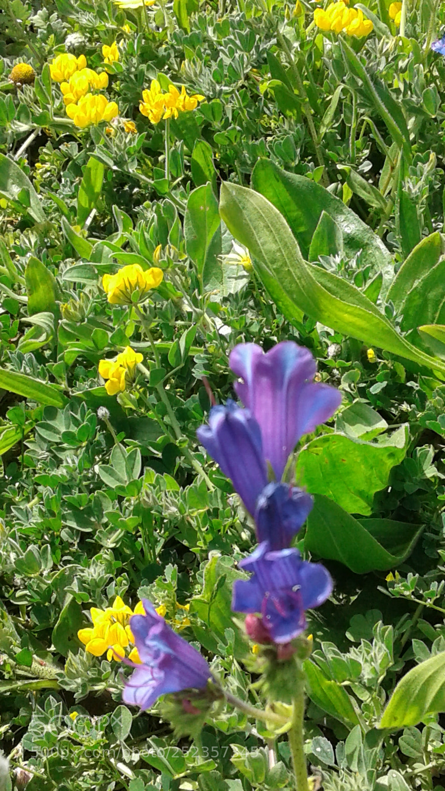 Samsung Galaxy J2 sample photo. Untitled photography