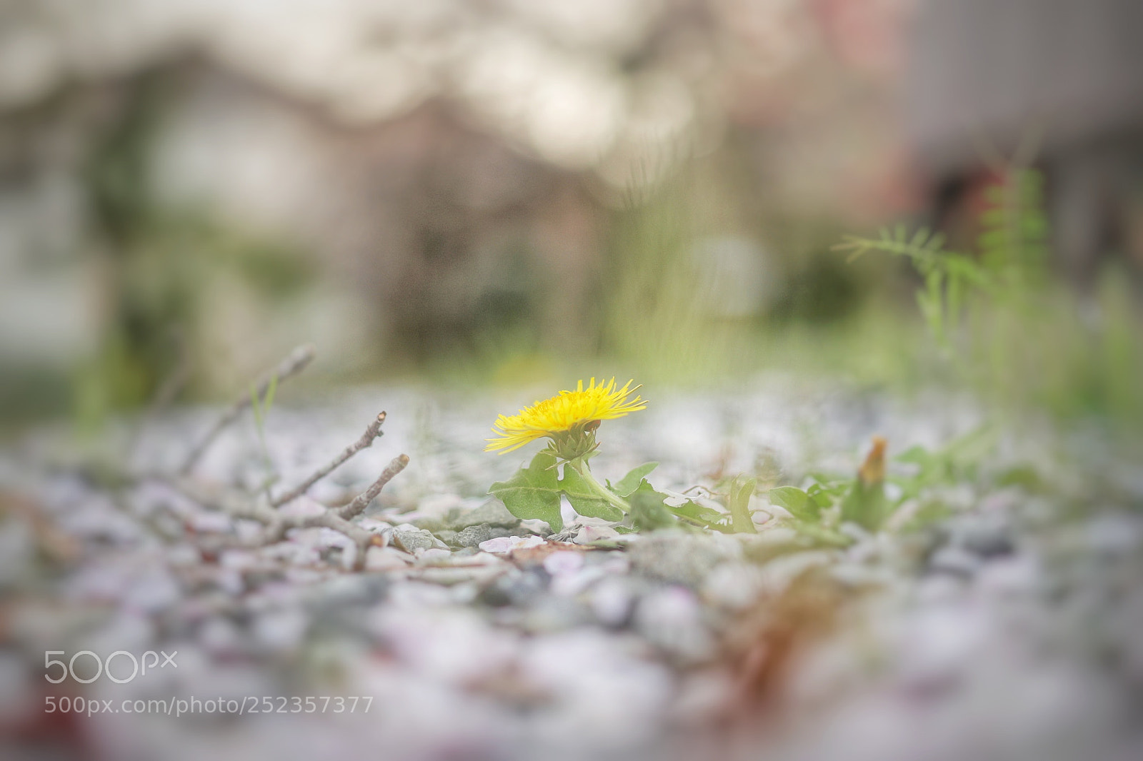 Canon EOS 6D Mark II sample photo. 桜絨毯にそっと… photography