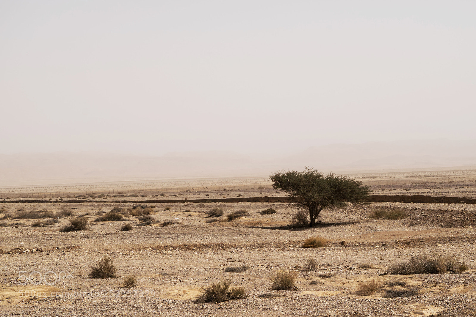 Nikon D3300 sample photo. Lone tree negev desert photography
