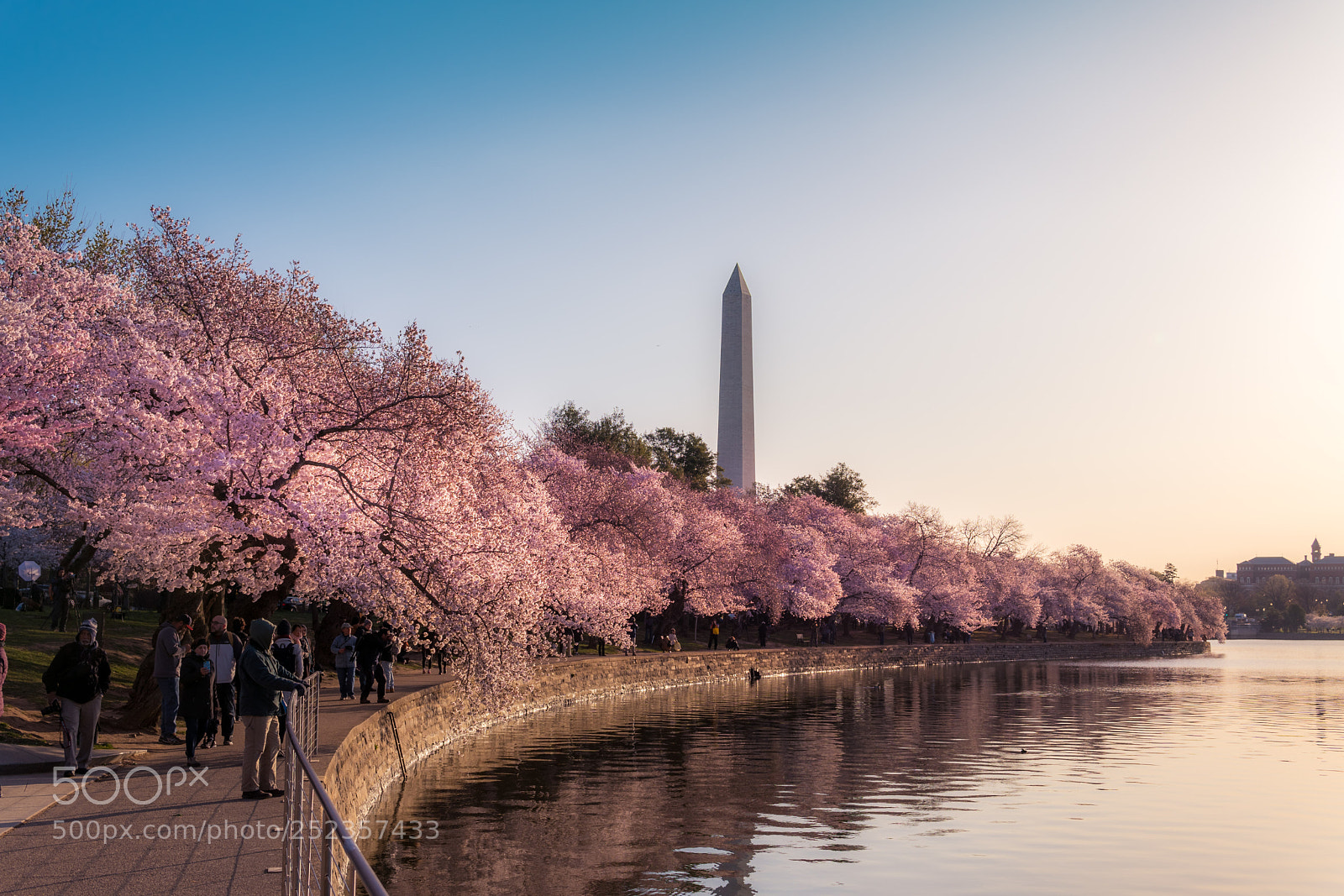 Sony a6500 sample photo. Sakura sunrise photography