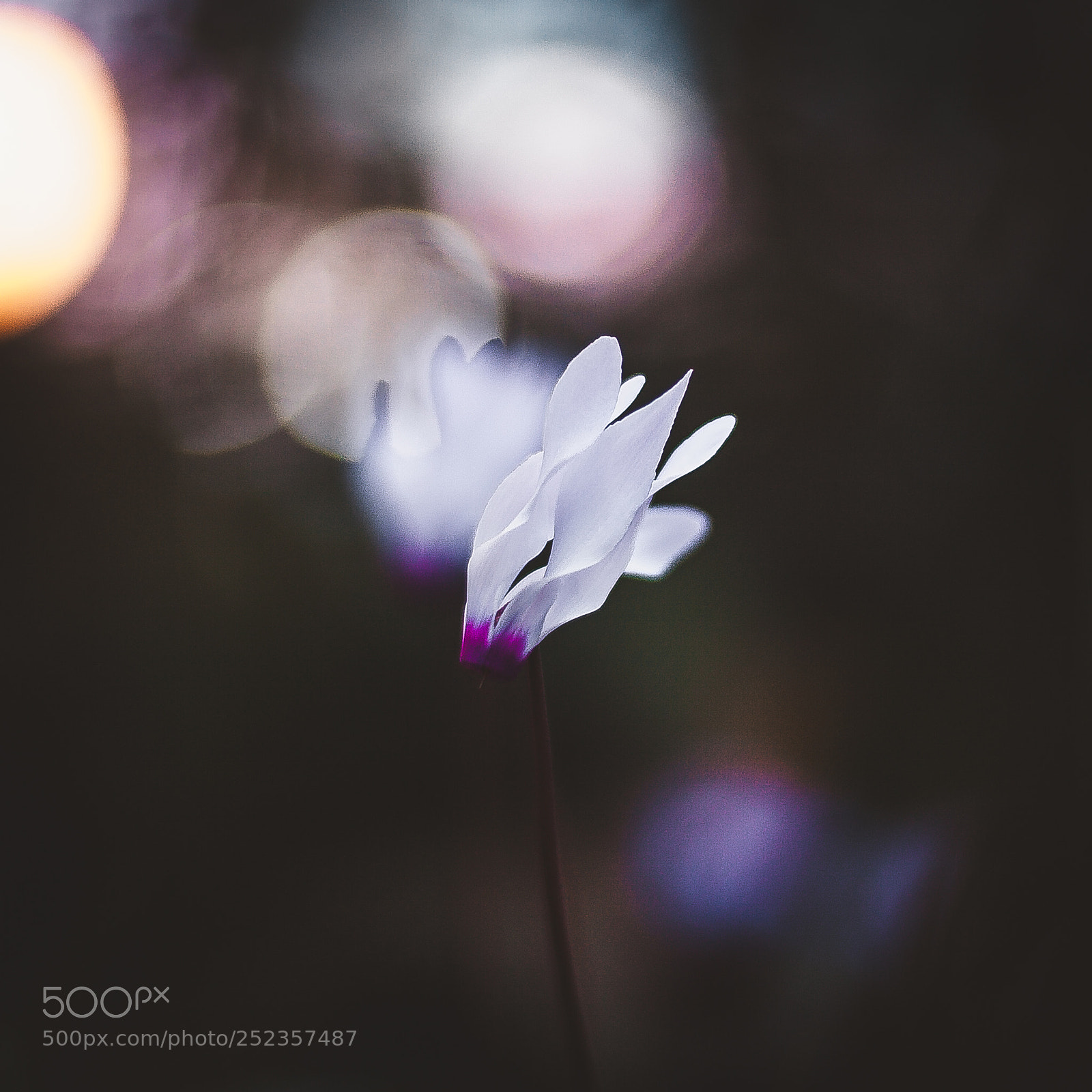 Canon EOS 5D Mark II sample photo. Litle photography