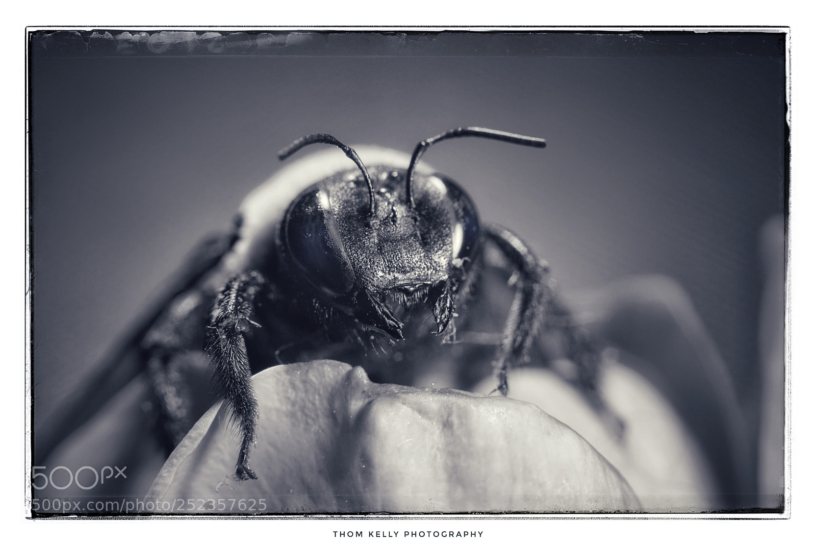 Sony a7R sample photo. Cute face! photography