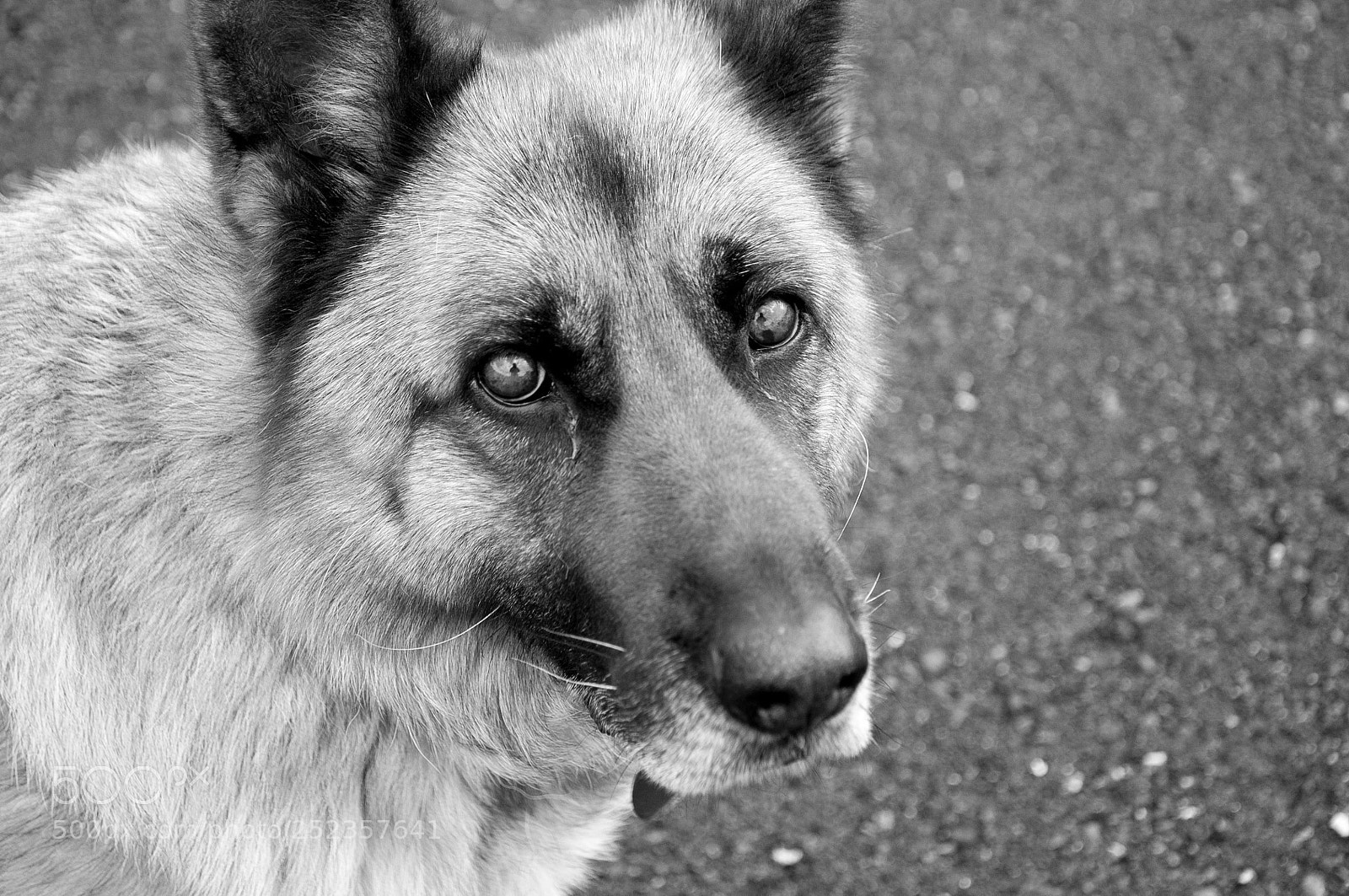Nikon D90 sample photo. Unknown dog photography