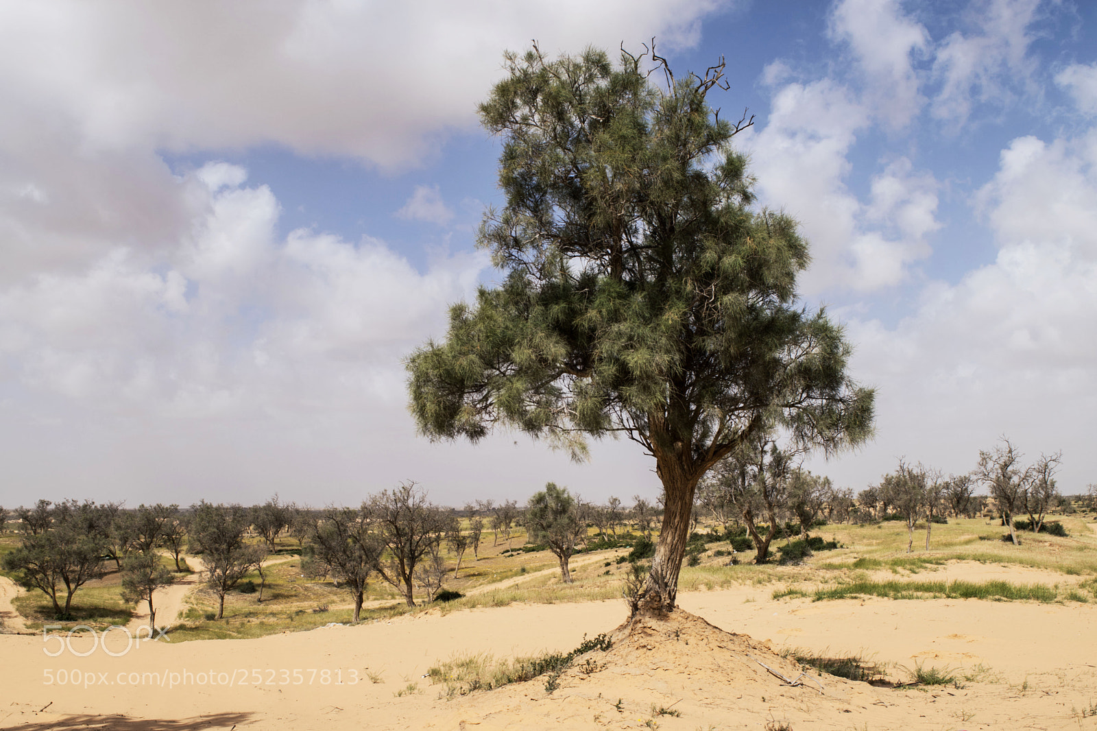 Nikon D3300 sample photo. Desert sands photography
