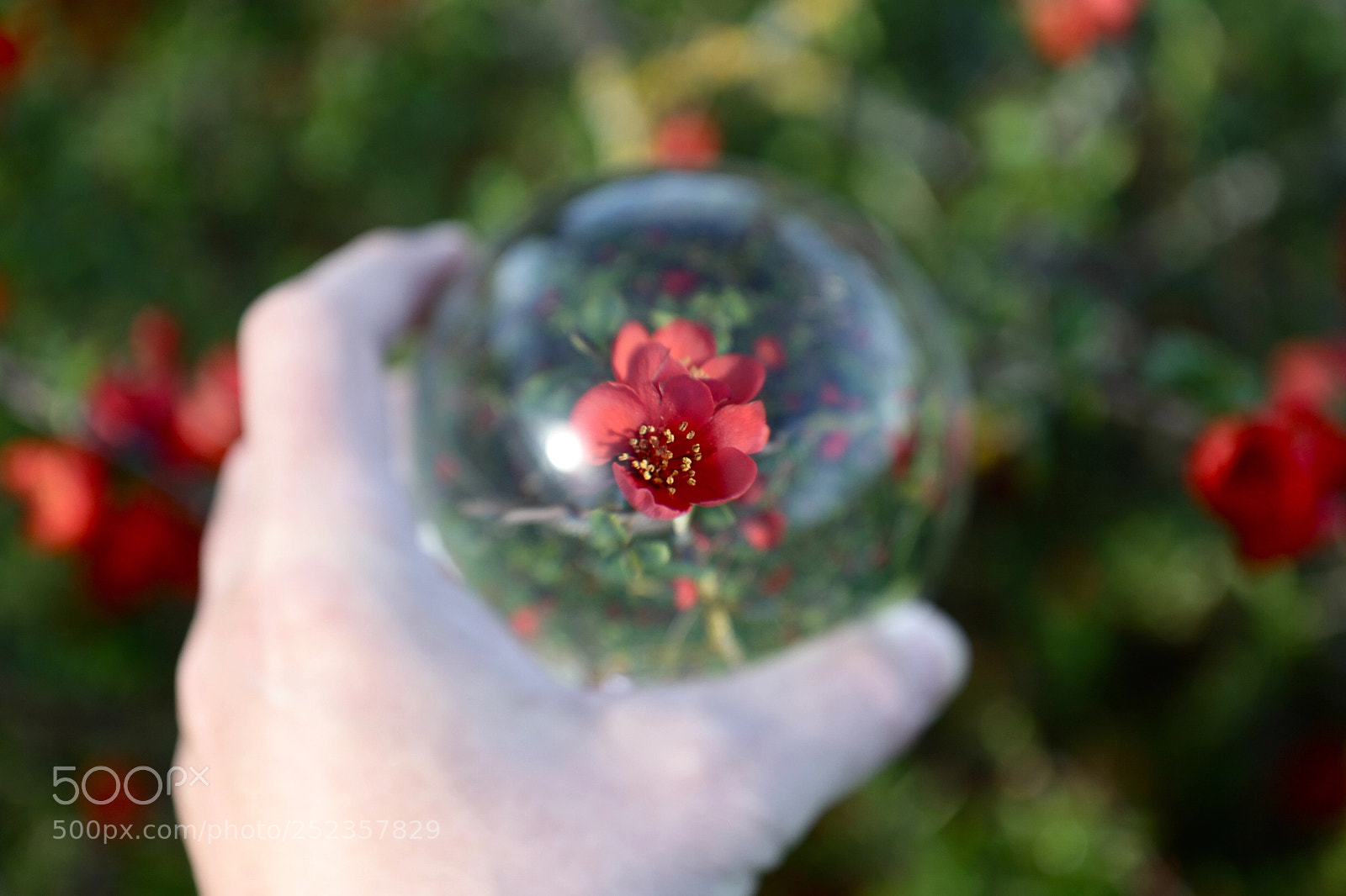 Canon EOS 60D sample photo. Flower photography