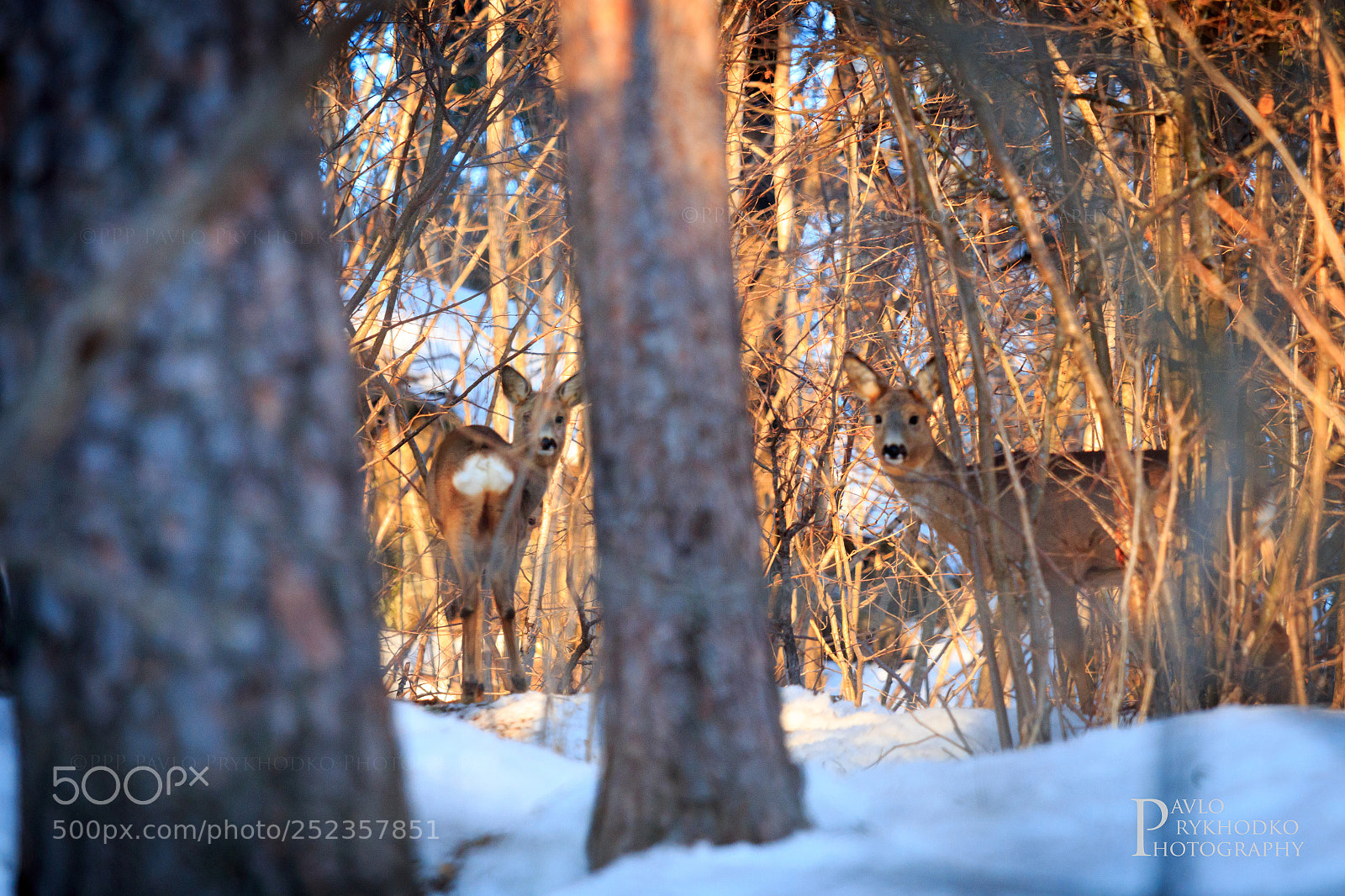Canon EOS 70D sample photo. Bambi friends photography