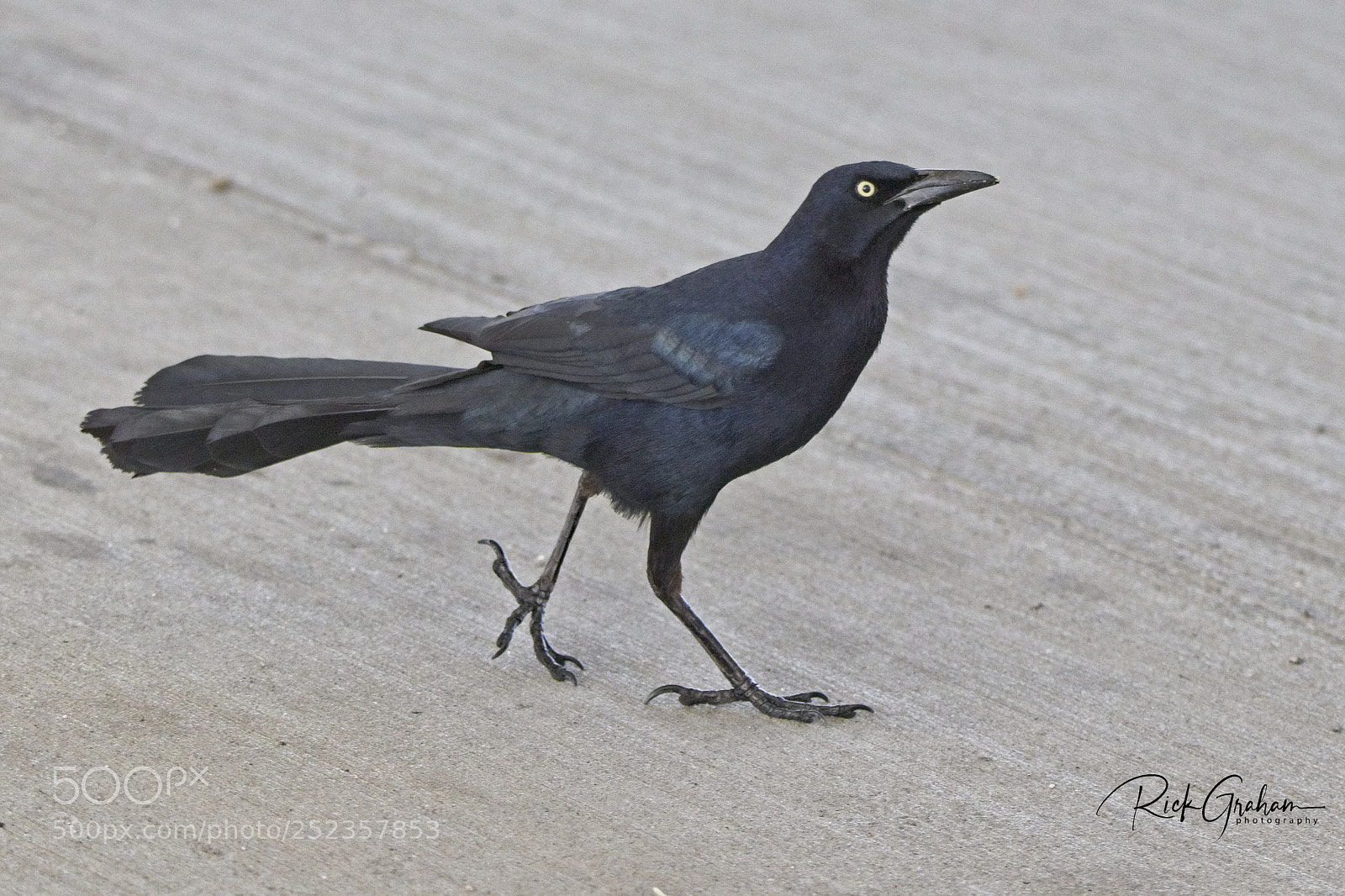 Canon EOS 80D sample photo. Great-tailed grackle photography