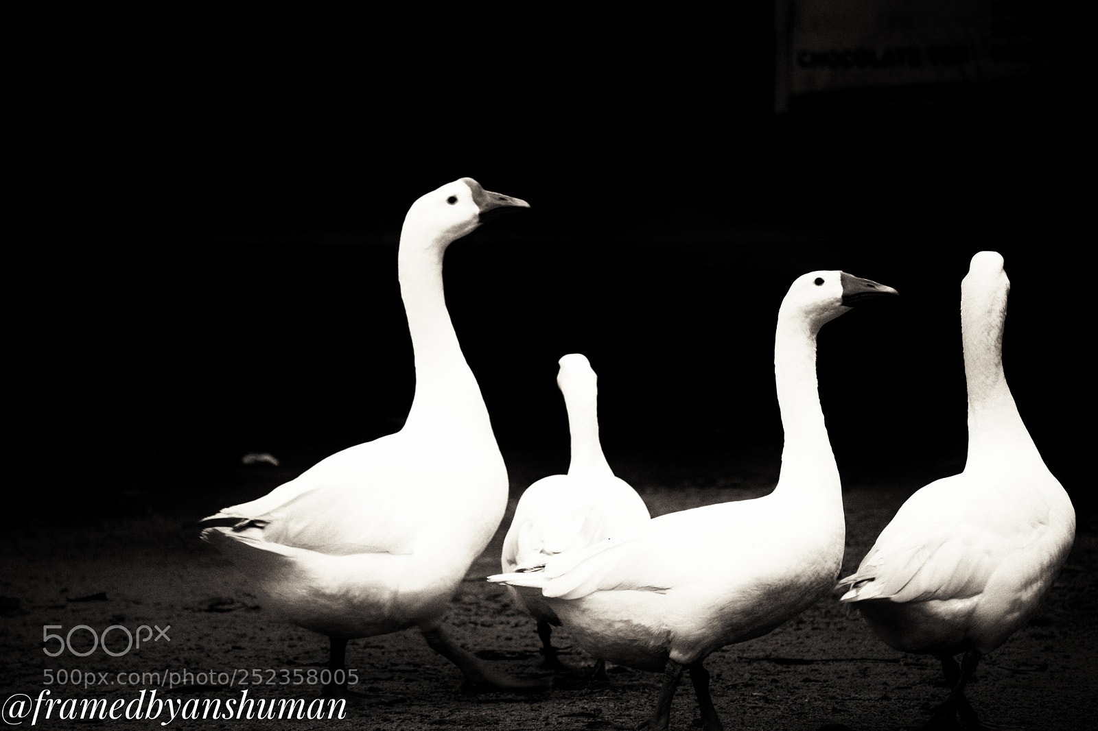 Nikon D5300 sample photo. Duck duck....!! photography