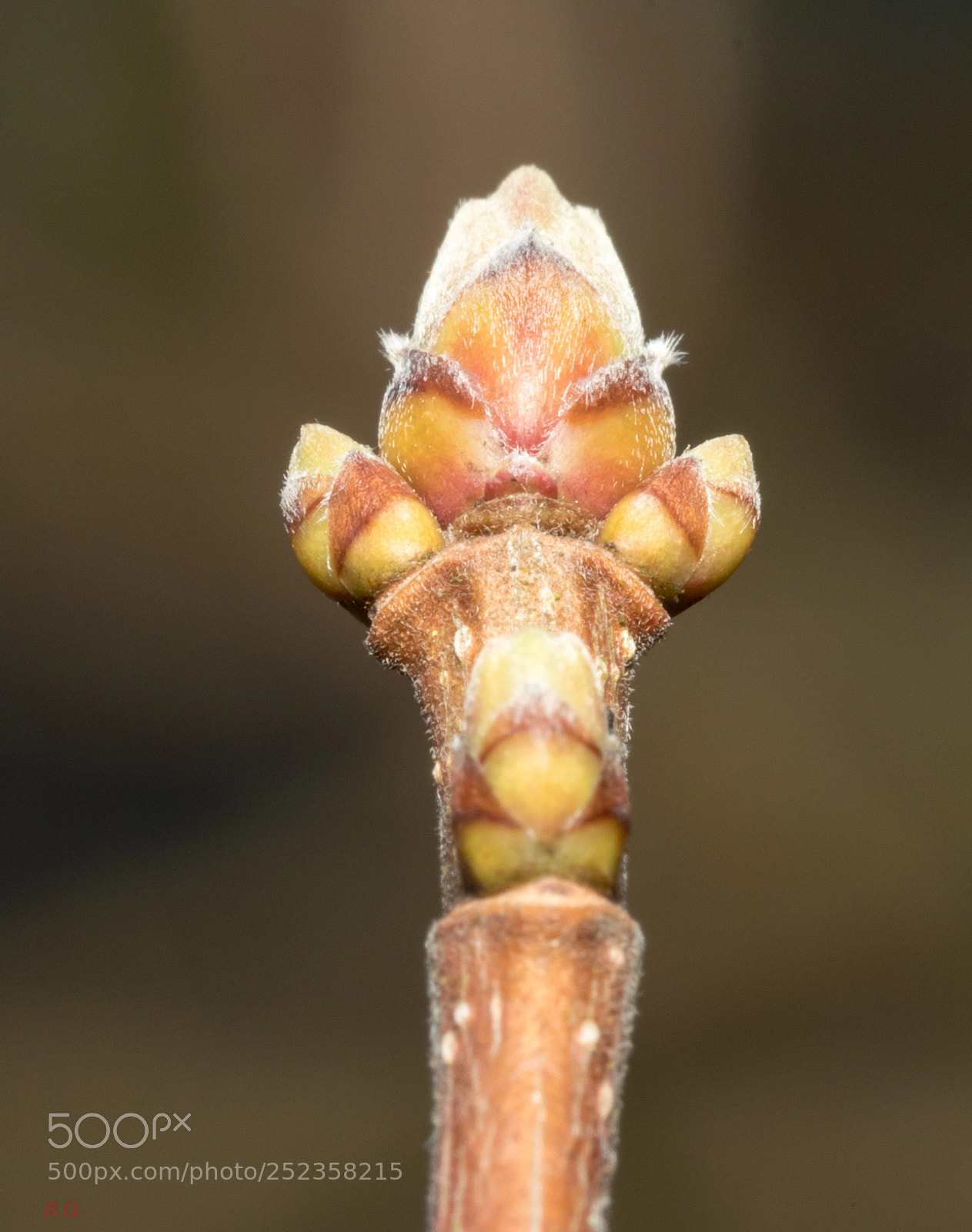 Canon EOS 80D sample photo. Pokemon? photography