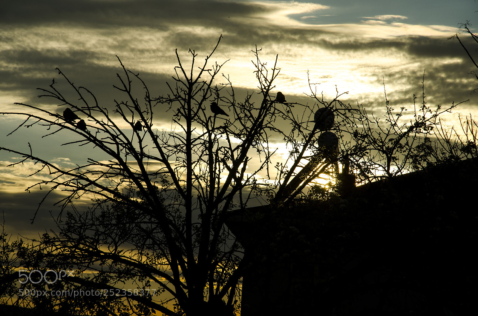 Nikon D7000 sample photo. Bird silhouette photography