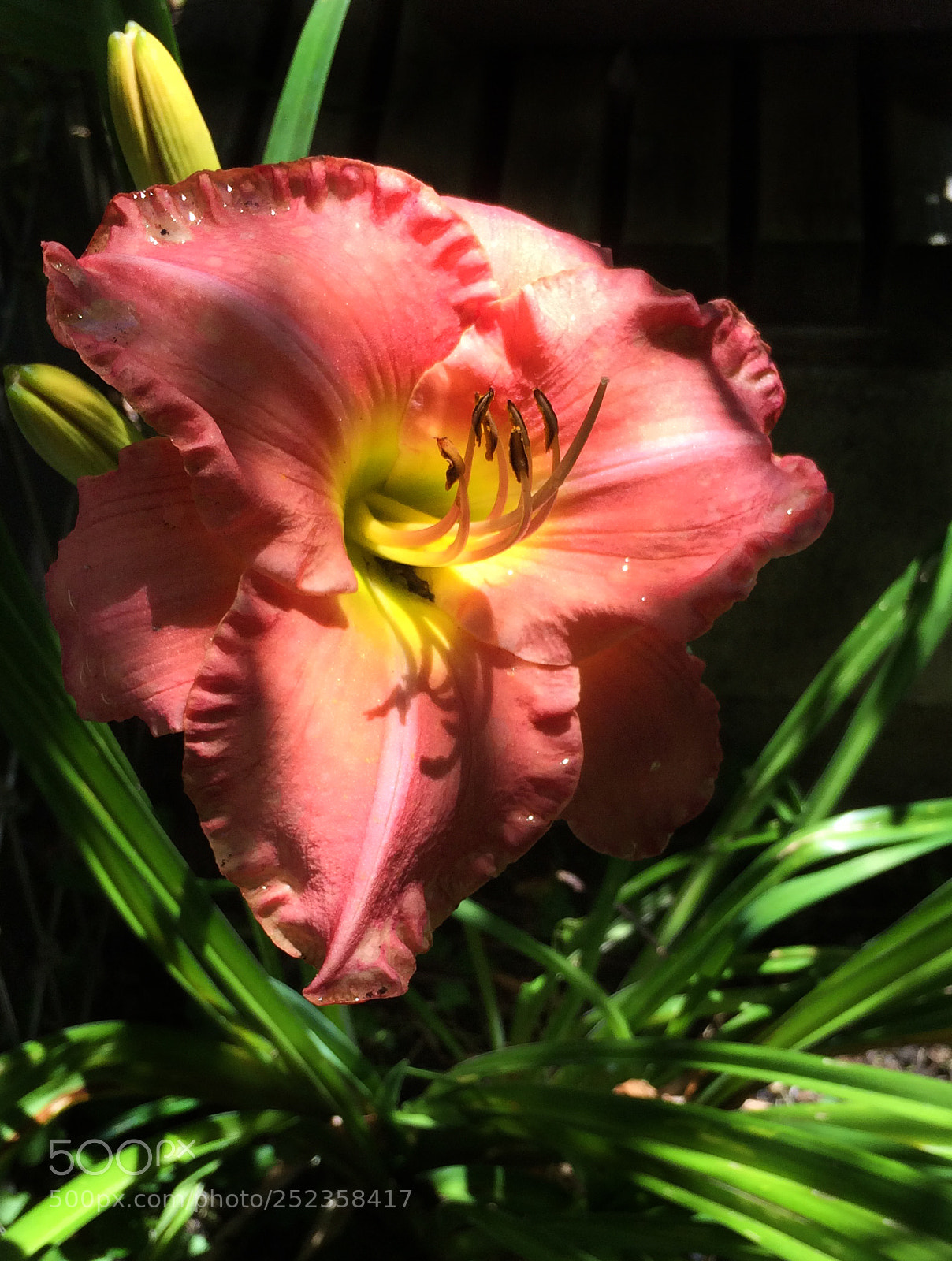Apple iPhone 5s sample photo. Orange day lily photography