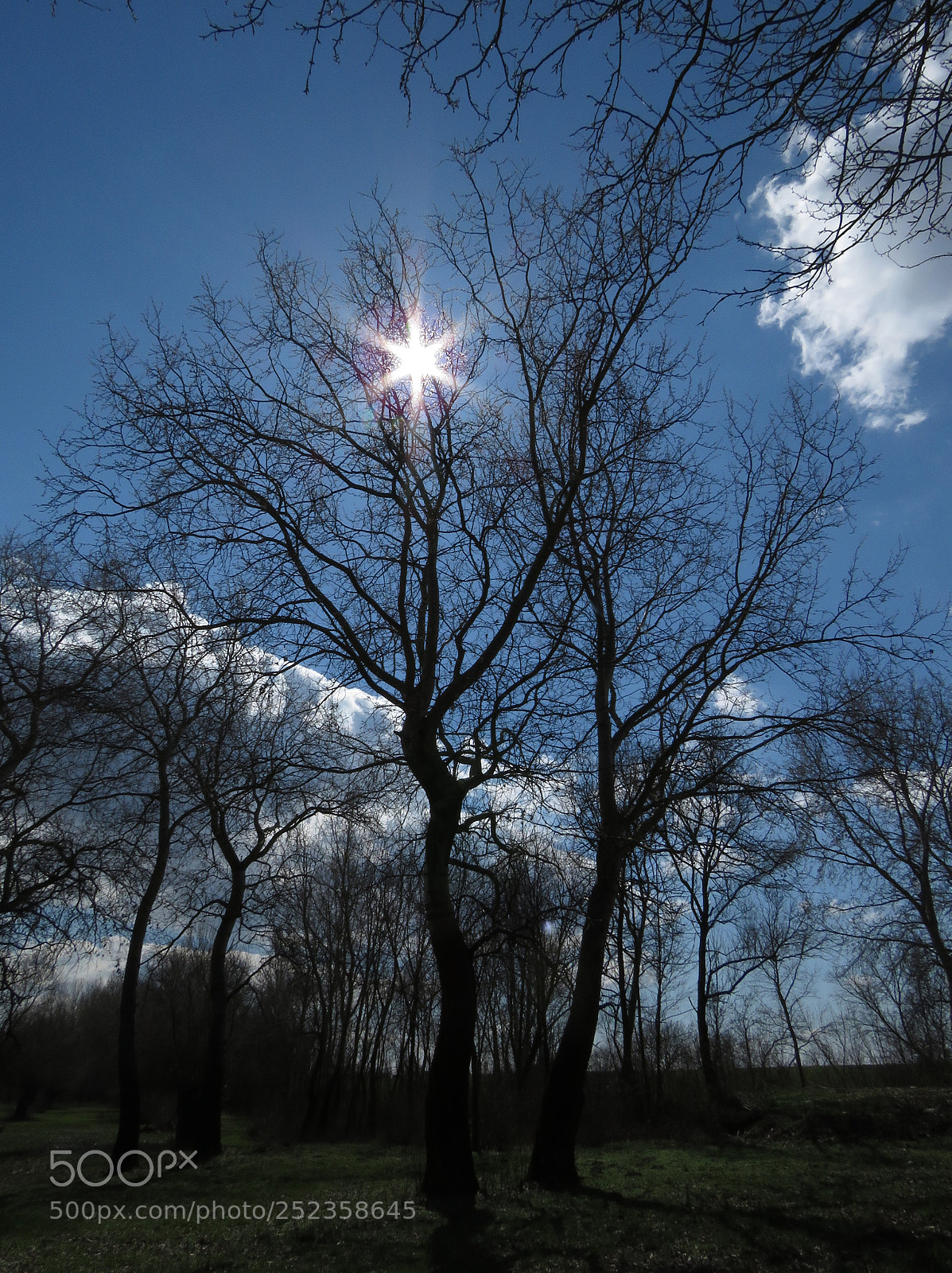 Canon PowerShot SX60 HS sample photo. Little star photography