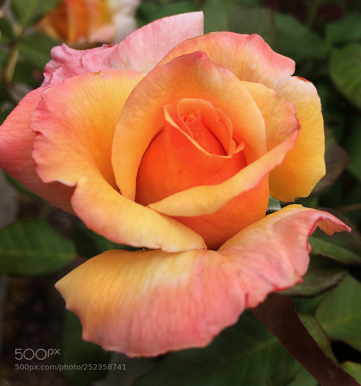 Apple iPhone 5s sample photo. Orange rose photography