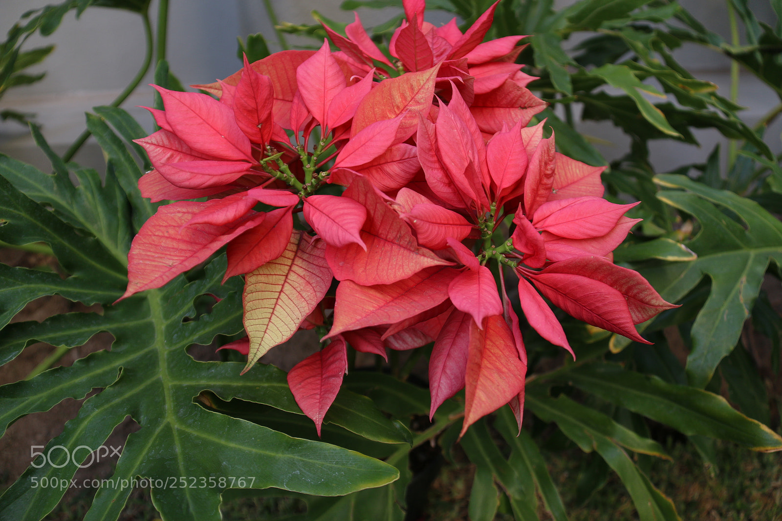 Canon EF-S 18-200mm F3.5-5.6 IS sample photo. Img photography