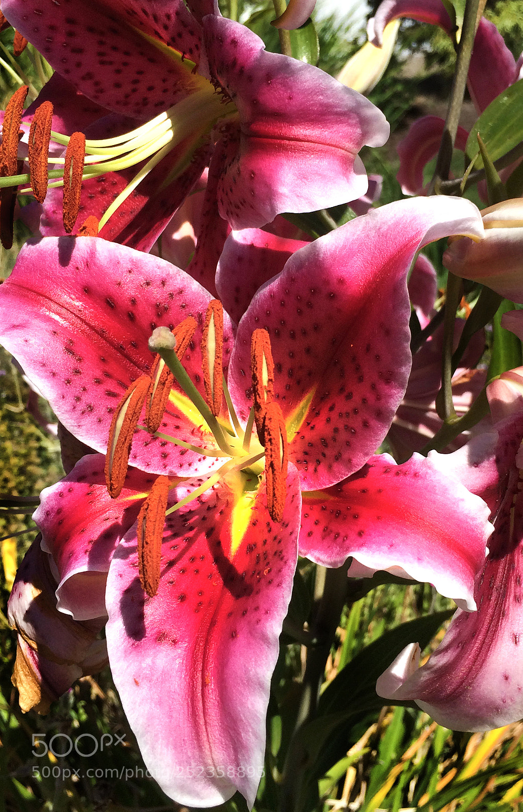 Apple iPhone 5s sample photo. Red lily photography