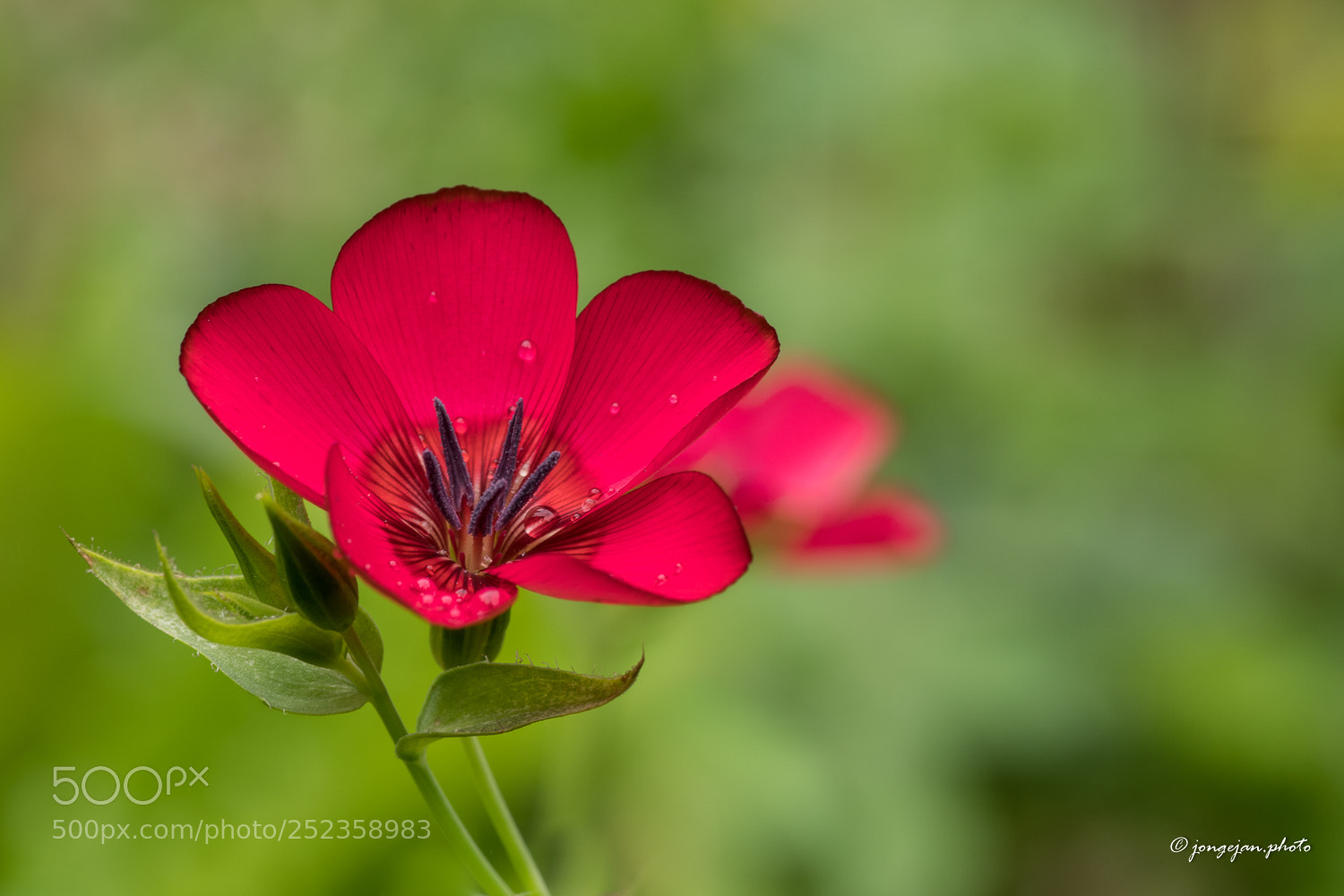 Pentax K-S2 sample photo. Scarlet flax photography