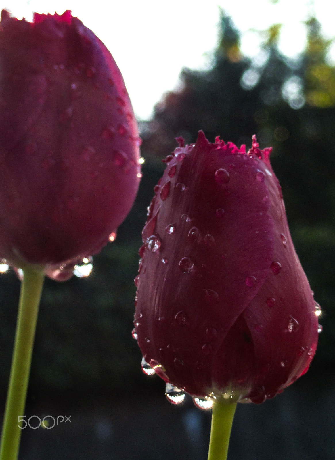 Sony Cyber-shot DSC-H55 sample photo. Red tulips photography