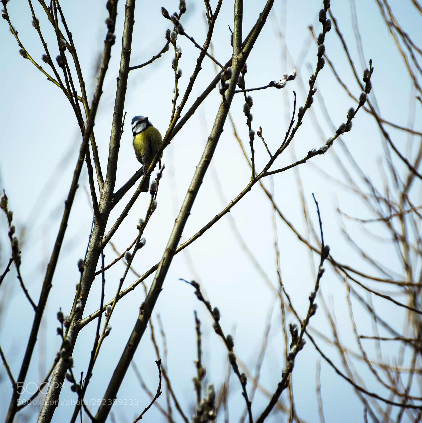 Nikon D5500 sample photo. Titmouse on branches of photography