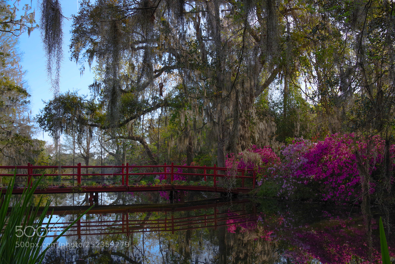 Pentax K-1 sample photo. Magnolia spring photography