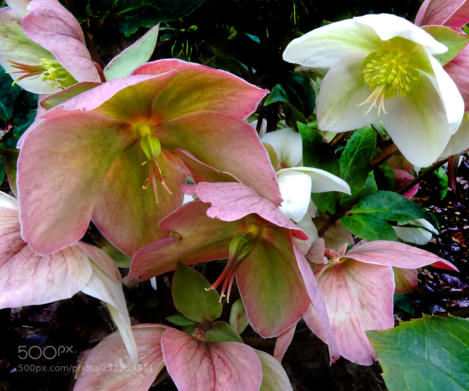 Sony Cyber-shot DSC-HX400V sample photo. Tibetan hellebore photography