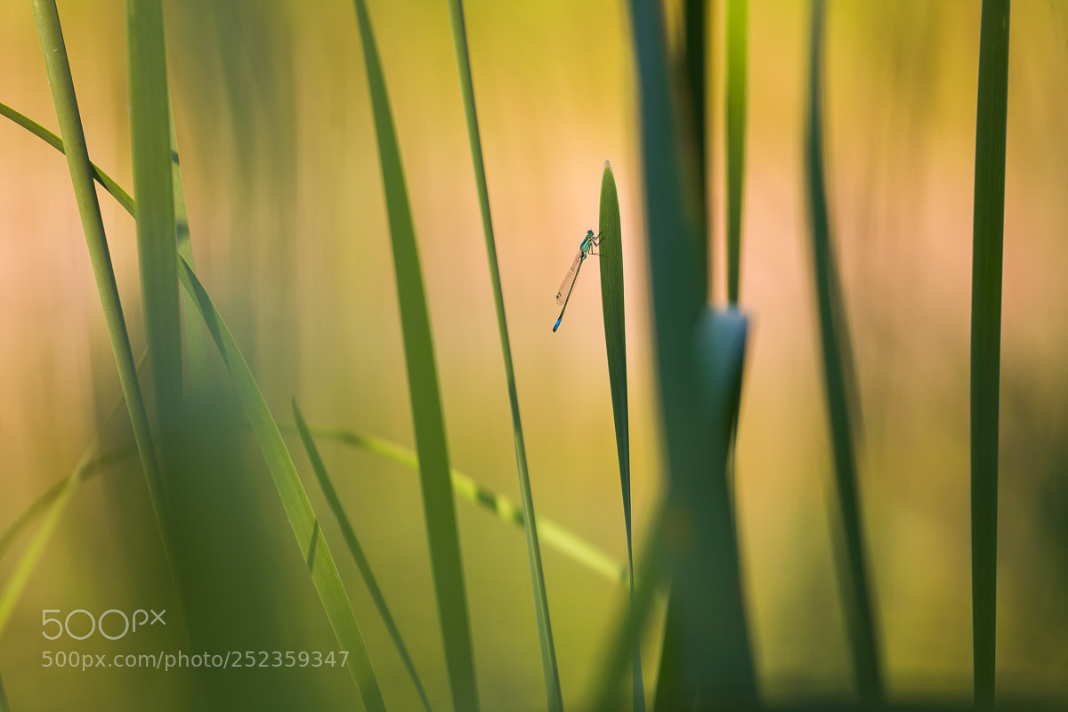 Canon EOS 5D sample photo. Agrion photography
