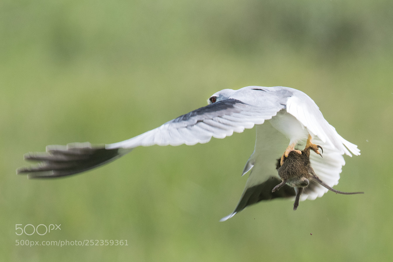 Nikon D850 sample photo. Last flight photography