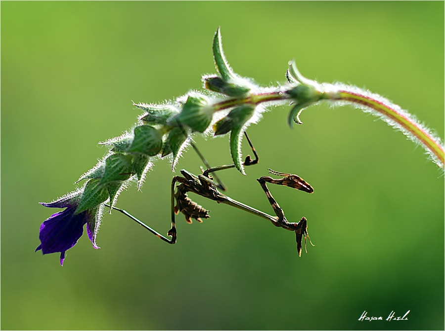 ZEISS Makro-Planar T* 50mm F2 sample photo. ++++ photography