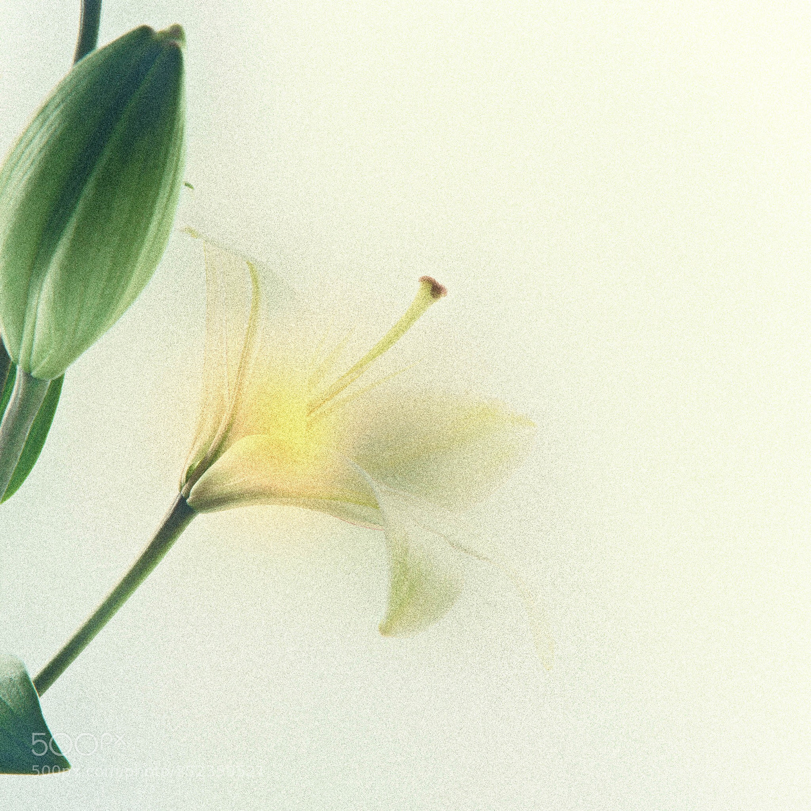 Canon EOS 5D Mark II sample photo. Untitled photography