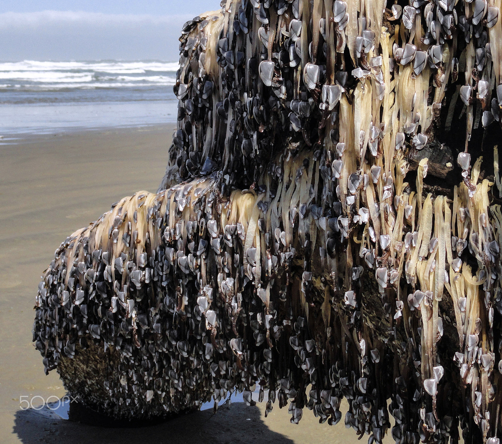 Sony Cyber-shot DSC-H55 sample photo. Baby mollusks photography