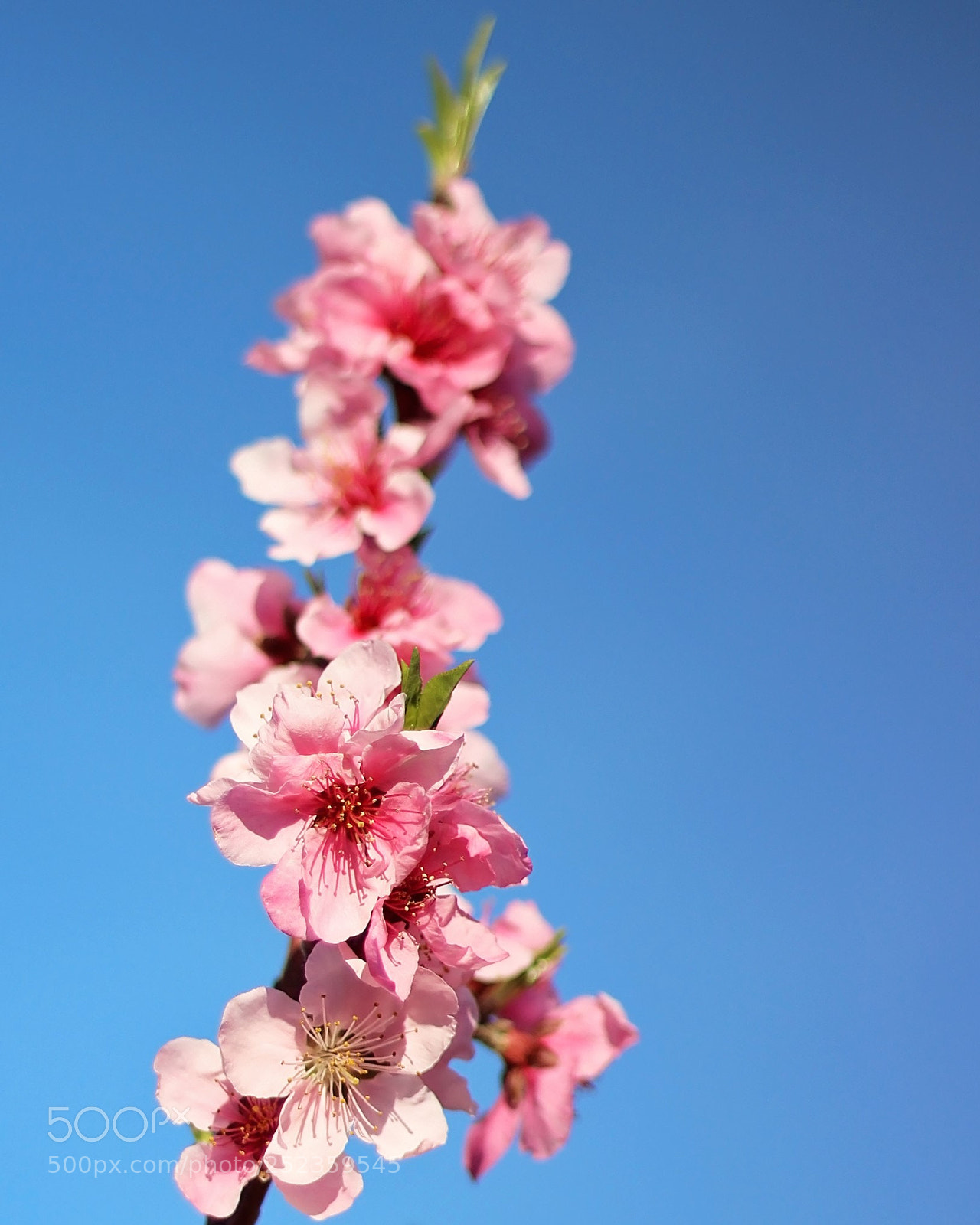 Canon EOS 600D (Rebel EOS T3i / EOS Kiss X5) sample photo. A flower cannot blossom photography