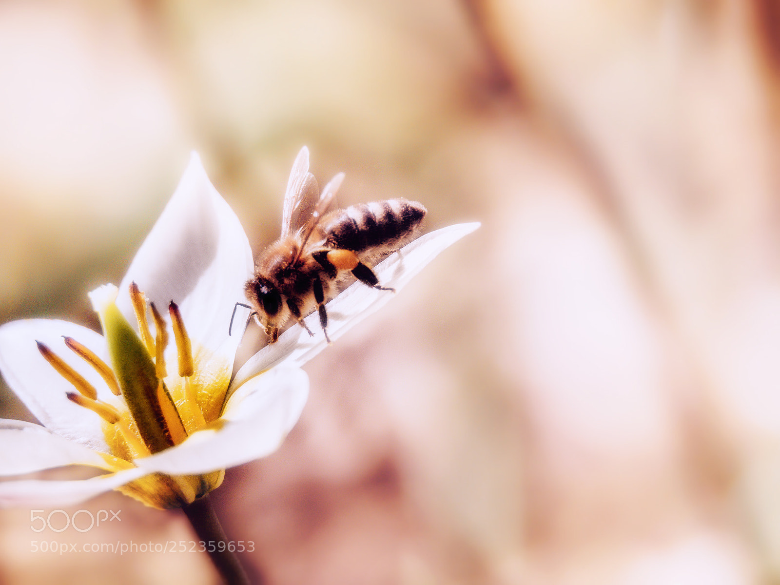 Olympus OM-D E-M10 II sample photo. First bee photography