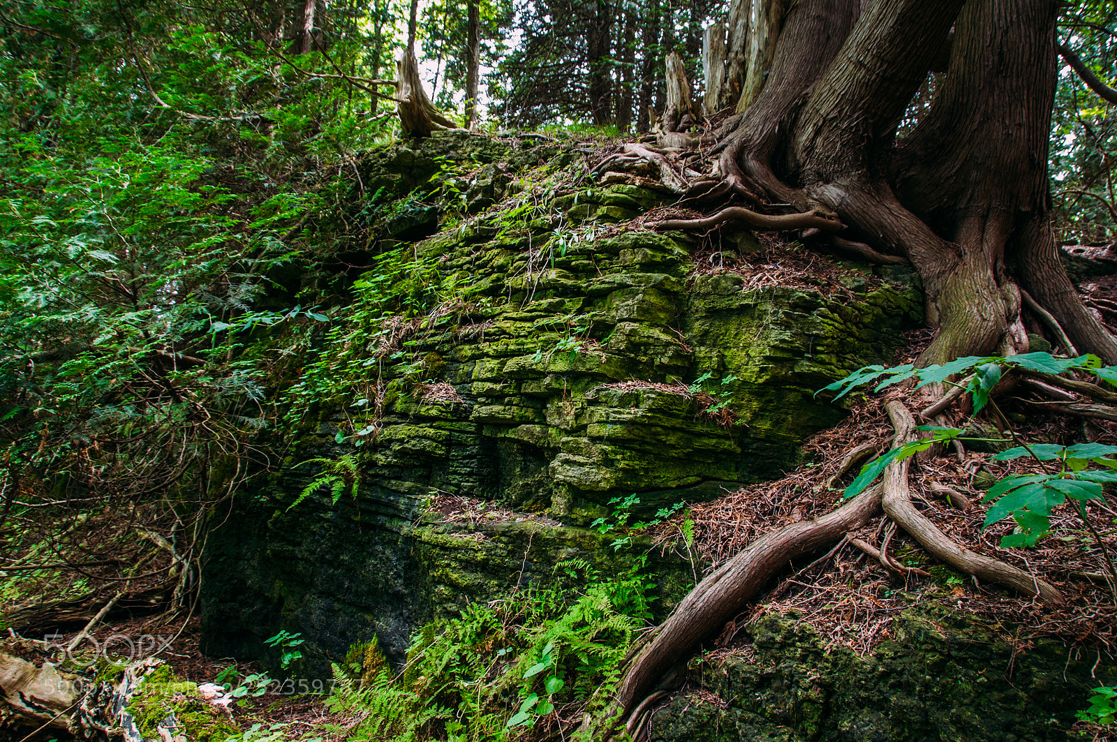 Nikon D90 sample photo. Moss photography
