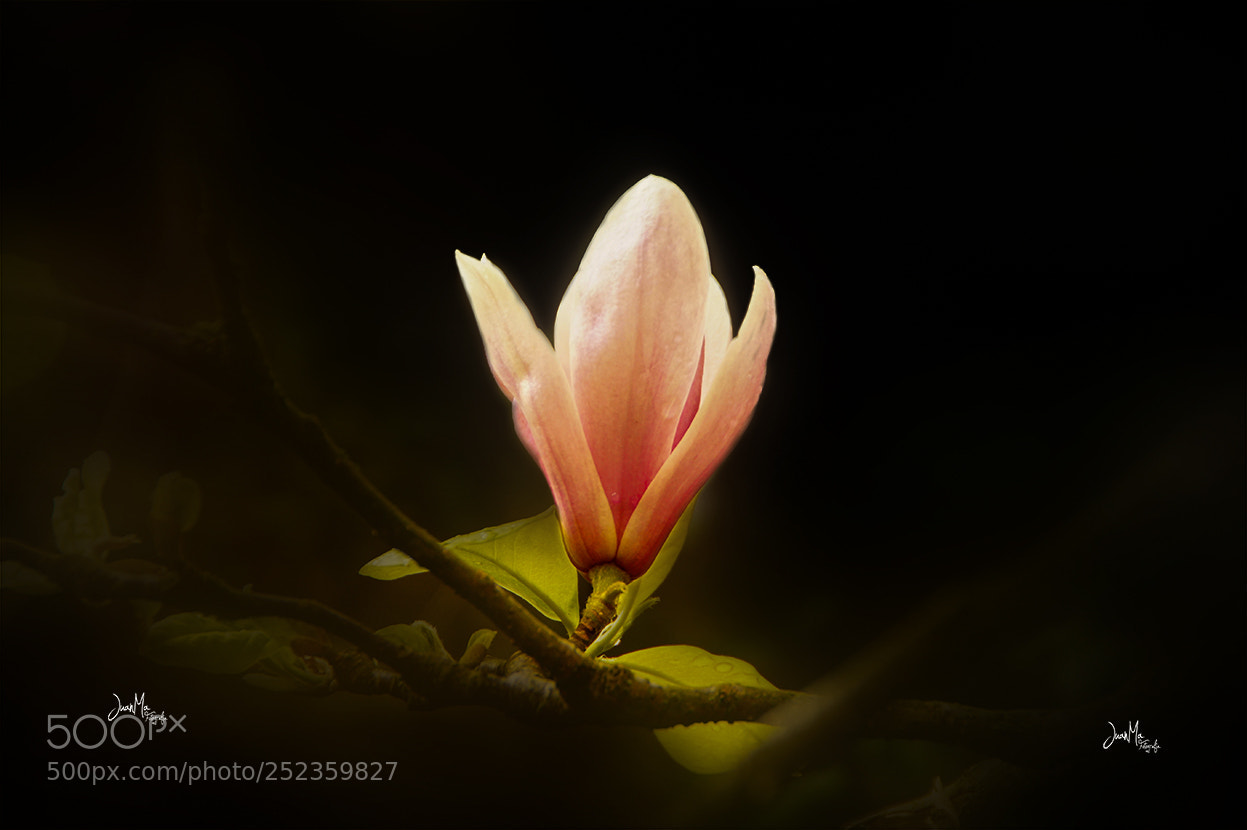 Sony SLT-A58 sample photo. Magnolia liliiflora: photography