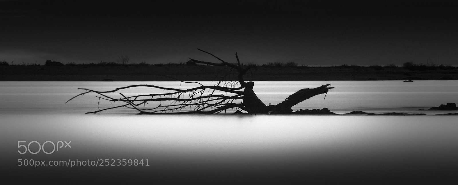 Canon EOS 450D (EOS Rebel XSi / EOS Kiss X2) sample photo. Dead tree ashore photography