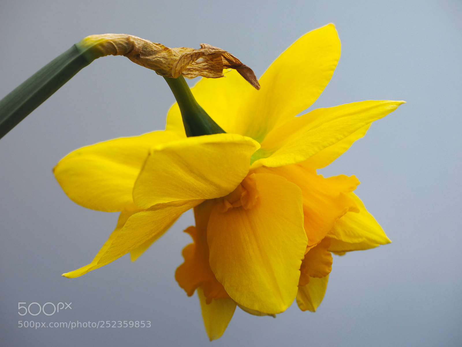 Olympus OM-D E-M1 sample photo. Spring narcis flower photography