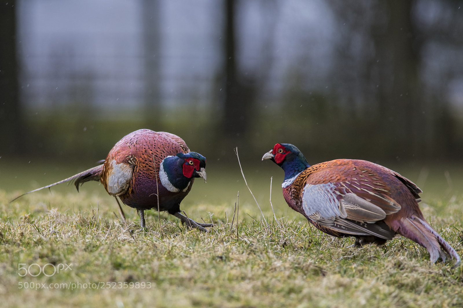 Nikon D850 sample photo. Pheasants photography