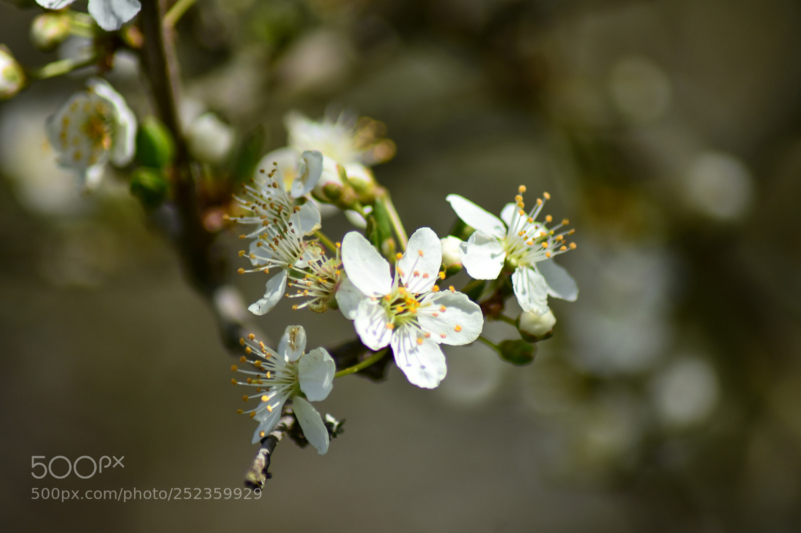 Nikon D7200 sample photo. Untitled photography